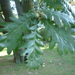 Quercus frainetto